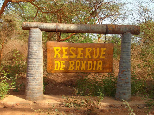 Mbour: une bataille rangée dans la forêt de Bandia fait deux blessés graves