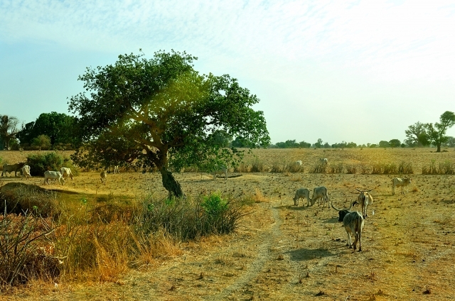 Ces « Come on town » qui font le Sénégal