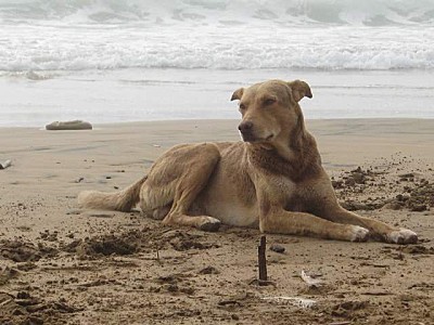 Littoral de la banlieue de Dakar: affamés et enragés, les chiens errants sèment la terreur