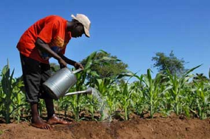 Mali : la BAD appuiera la création d’agropoles et l’emploi féminin dans les chaînes de valeur agricoles 