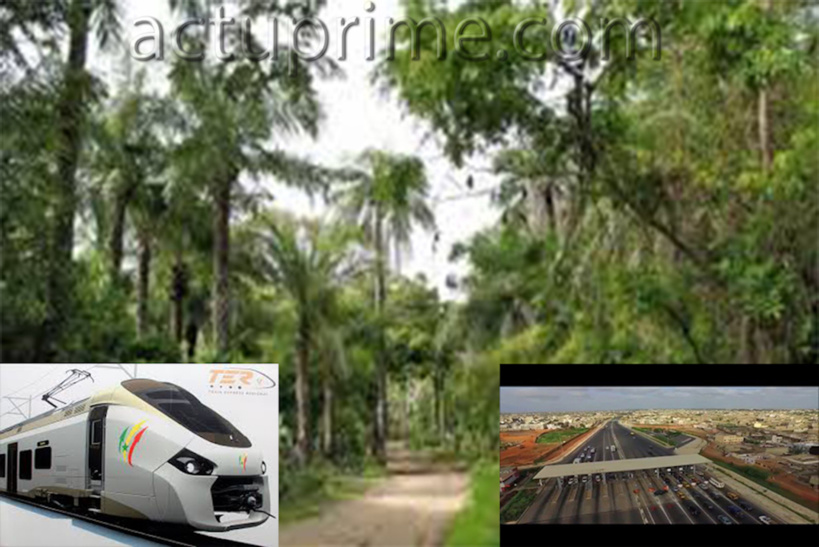 Impactés par le TER, au chômage, les maraîchers de la zone de Mbao menacent de descendre dans la rue