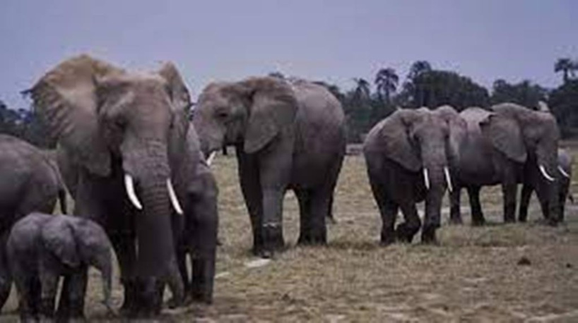 Côte d’Ivoire: les éléphants plus que jamais menacés d’extinction Côte d’Ivoire: les éléphants plus que jamais menacés d’extinction