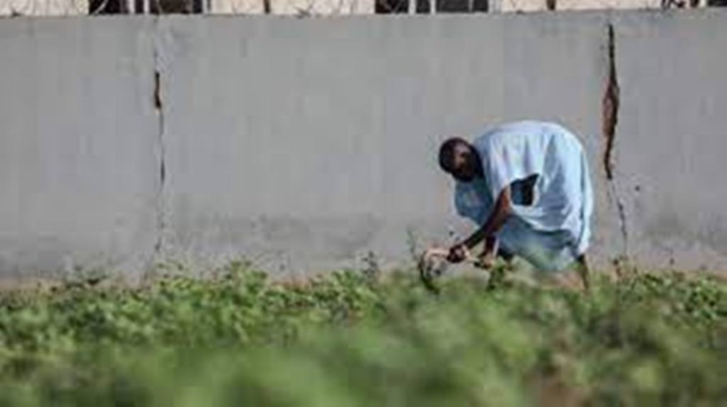 Nigeria : l'ICG fait le point sur le programme agropastoral du gouvernement