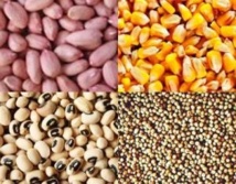 Agriculture: la mise en place des semences a démarré depuis le 13 mai