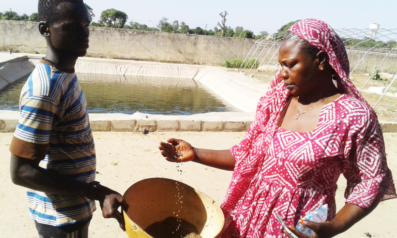 Projet Pôles aquacoles au Sénégal: un milliard injecté pour industrialiser la filière de l’aquaculture