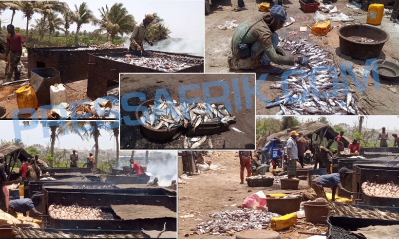 Production de poissons fumés: le secteur souffre du manque de matière première