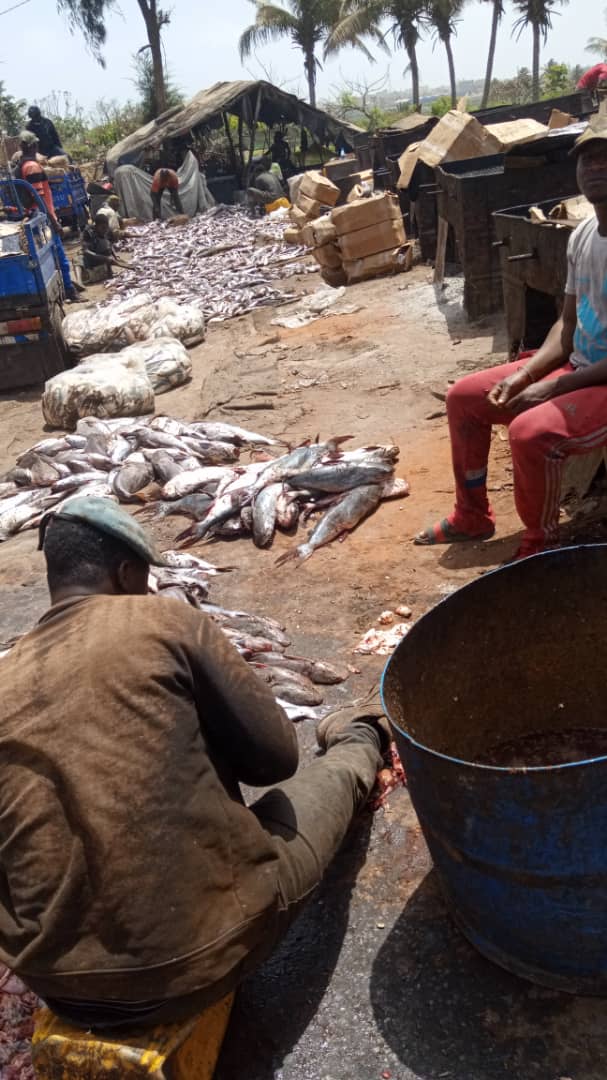 Production de poissons fumés: le secteur souffre du manque de matière première