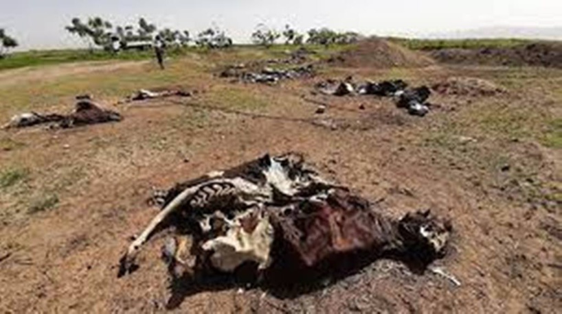 Éthiopie: au Tigré, le désarroi des habitants de Mekoni après la destruction de l’entreprise agricole Éthiopie: au Tigré, le désarroi des habitants de Mekoni après la destruction de l’entreprise agricole