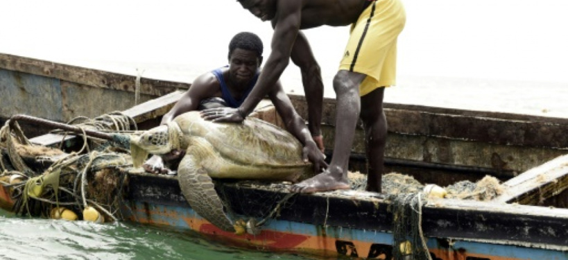 Protection de tortues marines et oiseaux de mer: les pays membres de la Csrp déroulent leur stratégie Protection de tortues marines et oiseaux de mer: les pays membres de la Csrp déroulent leur stratégie