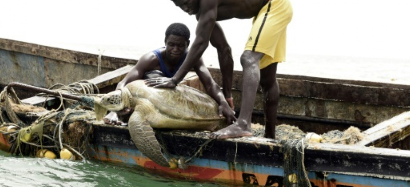 Protection de tortues marines et oiseaux de mer: les pays membres de la Csrp déroulent leur stratégie