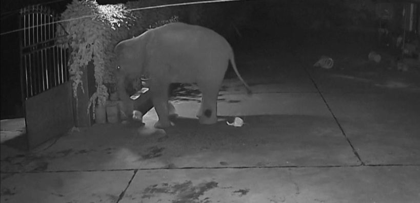 Chine: des éléphants en excursion traversent les villes et pillent les récoltes Chine: des éléphants en excursion traversent les villes et pillent les récoltes