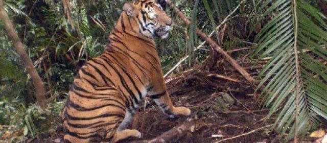Cinq Indonésiens ont pu enfin descendre lundi d'un arbre où ils étaient réfugiés depuis quatre jours sous la menace de tigres qui avaient déjà dévoré un de leurs compagnons, a-t-on appris de source policière.