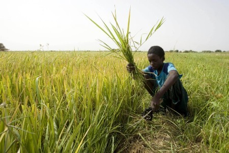 La couverture de la demande loin d'être atteinte: alerte à une pénurie de riz