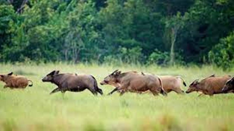 Gabon: à Pongara, les animaux font leur retour Gabon: à Pongara, les animaux font leur retour