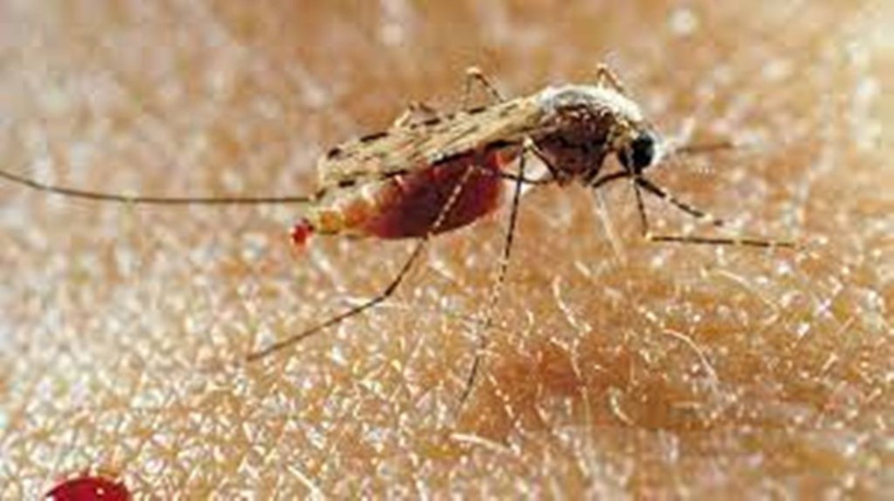 Chine: le paludisme éradiqué dans le pays après 70 ans de lutte Chine: le paludisme éradiqué dans le pays après 70 ans de lutte