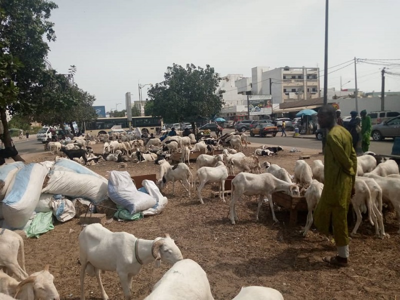 Tabaski 2021 : Ce n'est pas encore le grand rush chez les vendeurs de moutons