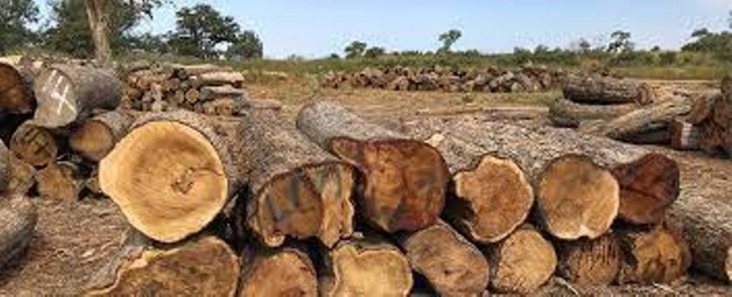 Coupe illégale de bois en Casamance : Les élus du Département de Bignona accusent le voisin gambien