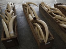 Des containers remplis d’ivoire saisis à Hong-Kong, le 7 août 2013. REUTERS/Bobby Yip
