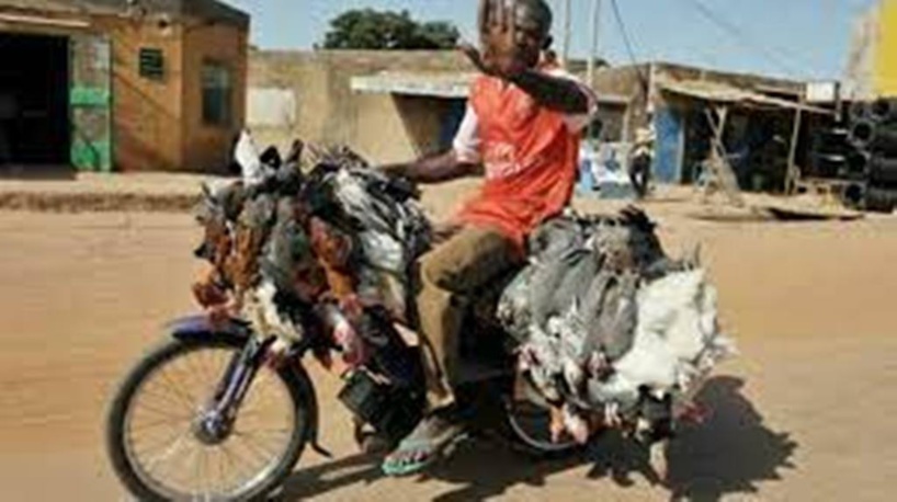 Burkina Faso : création d’un label pour le poulet bicyclette Burkina Faso : création d’un label pour le poulet bicyclette