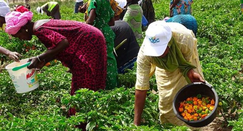 Les maraichers de Keur Moussa en colère: mévente, concurrence déloyale, défaut de chambres froides, entre autres, agacent les producteurs Les maraichers de Keur Moussa en colère: mévente, concurrence déloyale, défaut de chambres froides, entre autres, agacent les producteurs