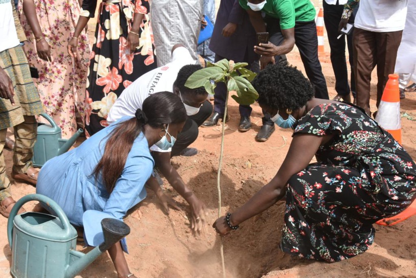 Le projet de Reboisement « Autoroute Verte » a été lancé 