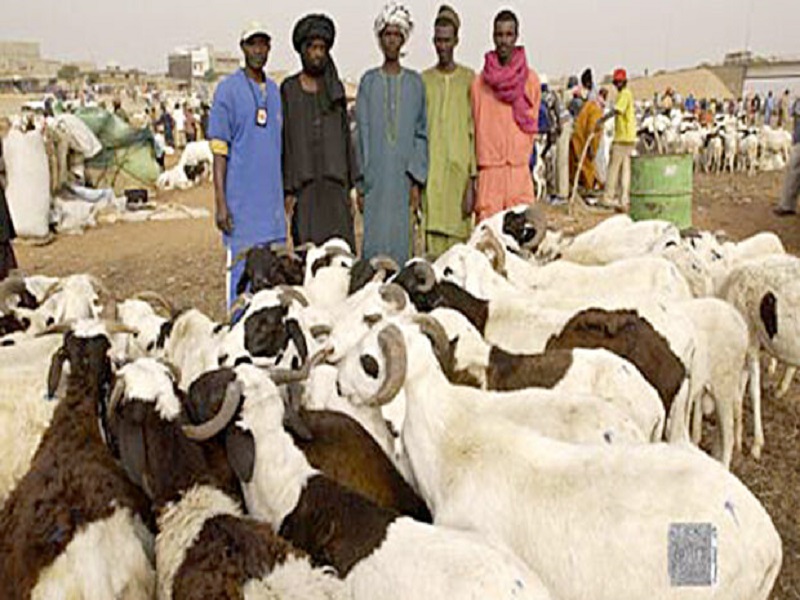 Tabaski 2021: plus de 13.000 moutons invendus dont 5.000 à Dakar (Ministre)