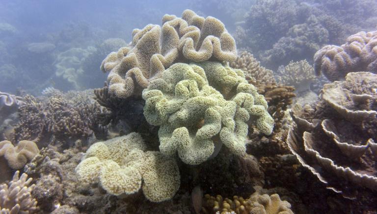 Australie: la Grande Barrière de corail évite la liste des sites en péril (Unesco)