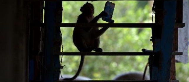 Thaïlande: un village pillé par des bandes de macaques