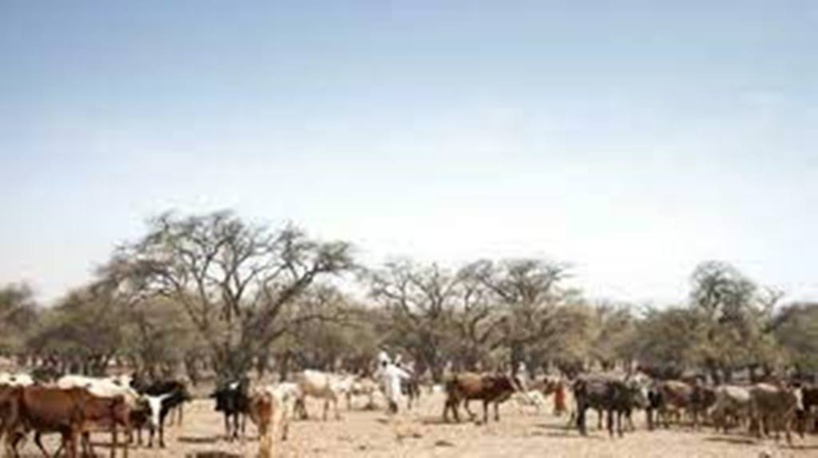 Tchad : un affrontement entre agriculteurs et pasteurs fait une vingtaine de morts