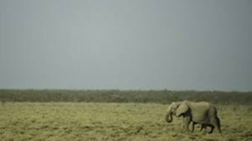 Namibie: une cinquantaine d’éléphants vendus par l’État