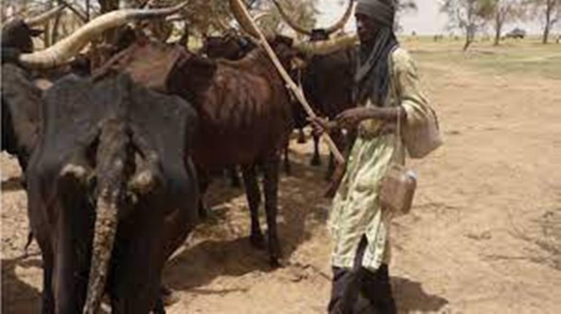 Cameroun: 12 morts et de nombreux blessés dans des affrontements entre pêcheurs et éleveurs Cameroun: 12 morts et de nombreux blessés dans des affrontements entre pêcheurs et éleveurs