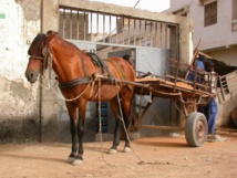 Grand-Dakar : Un cheval "fou" tue un septuagénaire
