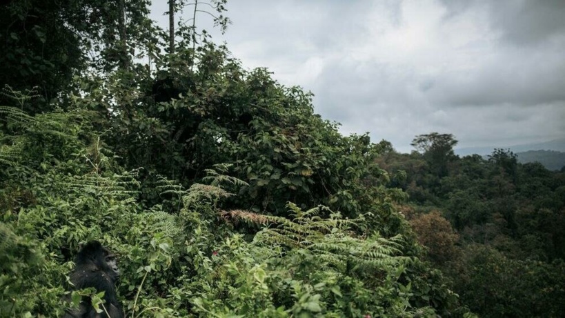 Levée du moratoire sur l’exploitation des forêts: la RDC répond aux critiques des ONG