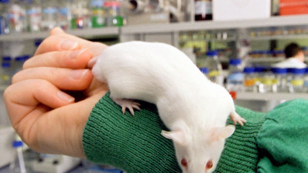 Des chercheurs de l'Inserm ont réussi à faire grandir des souris naines