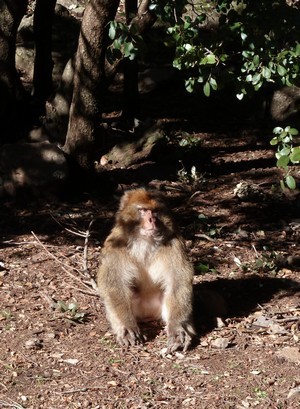 Dialacoto-Tambacounda : des meutes de singes et de phacochères envahissent les champs