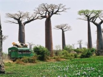 Des baobabs, le long d'une route de campagne à Madagascar. Jean-Pierre Malavialle/wikimediaorg