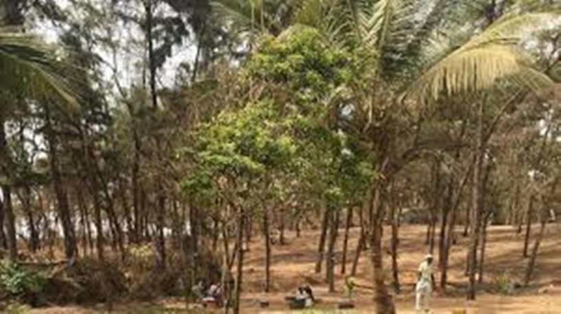  Litige foncier sur le littoral à Guédiawaye : les maraîchers accusent le préfet de vouloir les déguerpir sans raison Litige foncier sur le littoral à Guédiawaye : les maraîchers accusent le préfet de vouloir les déguerpir sans raison