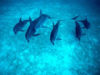 Madagascar : un échouage massif de dauphins lié à un sonar d'ExxonMobil