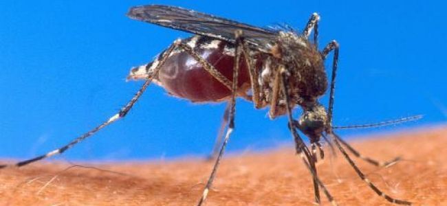 Découverte d'un moustique potentiellement vecteur de maladies virales