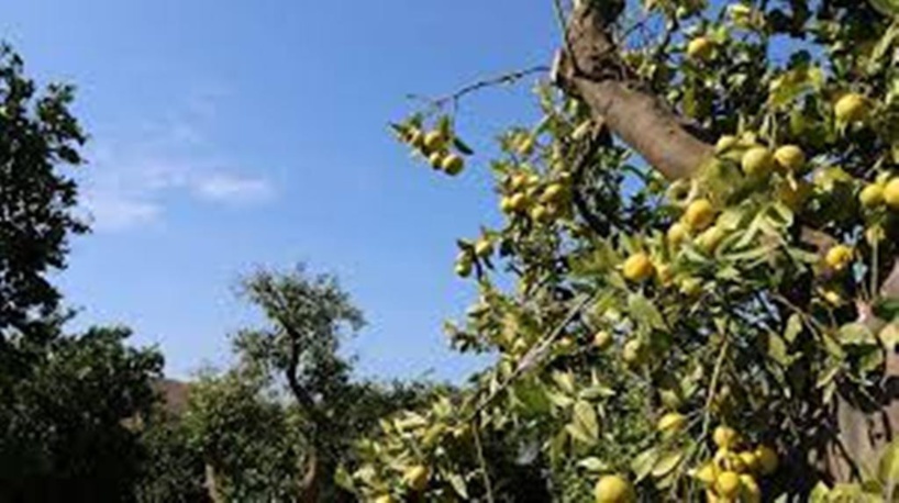 En Afrique du Sud, le marché florissant des agrumes En Afrique du Sud, le marché florissant des agrumes