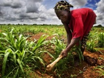 La question de l’accaparement des terres est une question cruciale au Mali. Getty Images/WIN-Initiative
