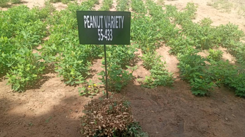 «Les variétés de cycles courts sont une réponse au changement climatique », selon Dr Abdou Tenkouano, Directeur du CORAF «Les variétés de cycles courts sont une réponse au changement climatique », selon Dr Abdou Tenkouano, Directeur du CORAF