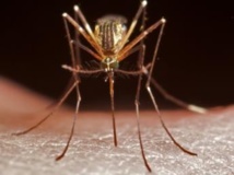 L'anophèle est le principal moustique responsable de la transmission du paludisme à l'être humain. Getty Images