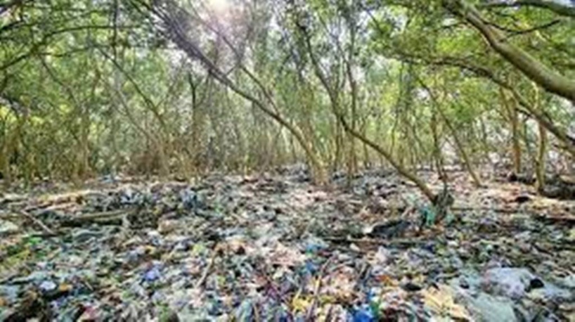 Philippines : dans la baie de Manille, les dernières forêts de mangrove étouffent sous le plastique
