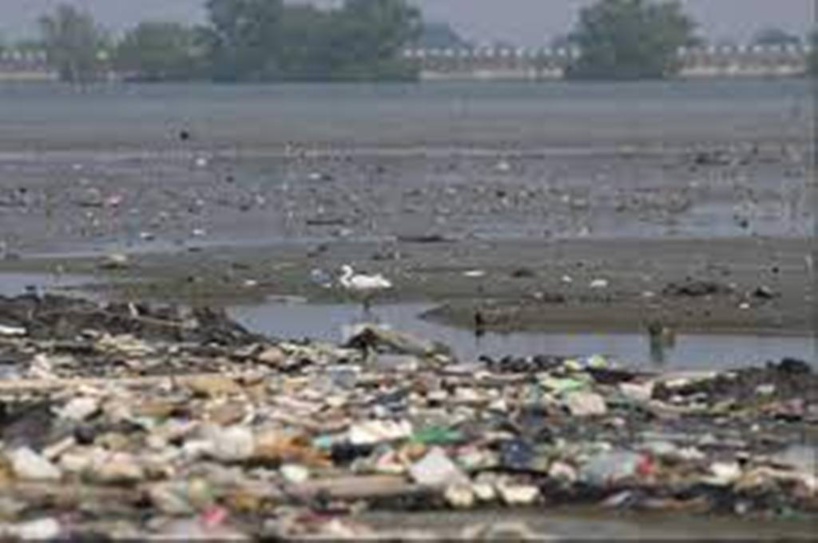 Philippines : dans la baie de Manille, les dernières forêts de mangrove étouffent sous le plastique