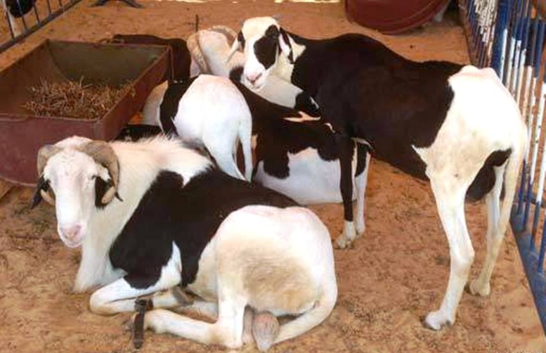 Tabaski: dons de moutons, ce dimanche