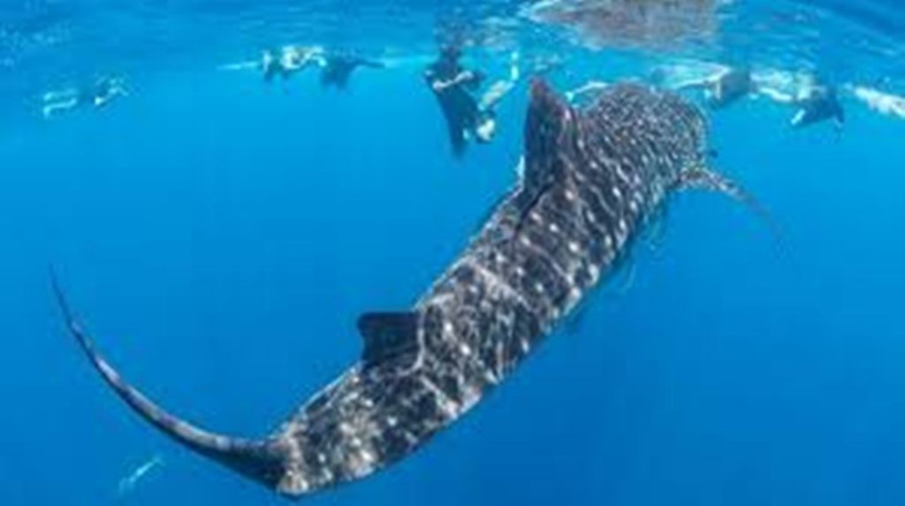Madagascar: les requins baleines de Nosy Be, cadeau de la nature et atout touristique Madagascar: les requins baleines de Nosy Be, cadeau de la nature et atout touristique