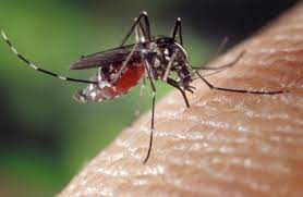 Vingt-deux (22) cas de dengue détectés à Rosso-Sénégal