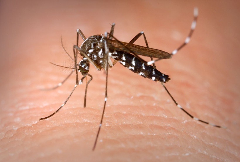 Ça devient "Dengue" dans le Nord: après Rosso et Richard-Toll, Dagana enregistre 49 cas 