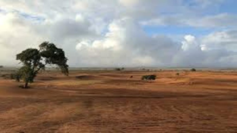 Saison culturale dans le Grand Sud de Madagascar: la FAO insiste sur l'accès aux semences Saison culturale dans le Grand Sud de Madagascar: la FAO insiste sur l'accès aux semences